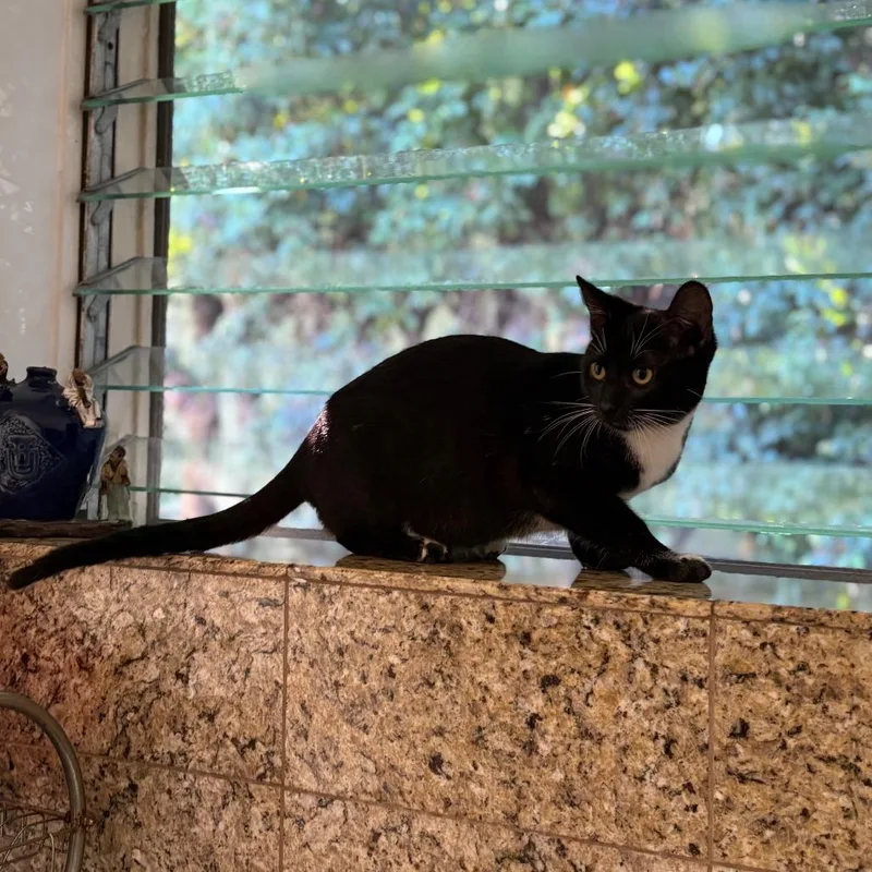 A young medium-sized female Black Domestic Short Hair cat named Agnes for adoption in Long Beach, CA