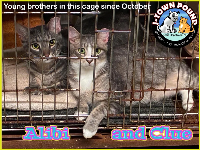 A young medium-sized male Tabby (Gray / Blue / Silver) Domestic Short Hair cat named Alibi & Clue for adoption in Lake Hopatcong, NJ