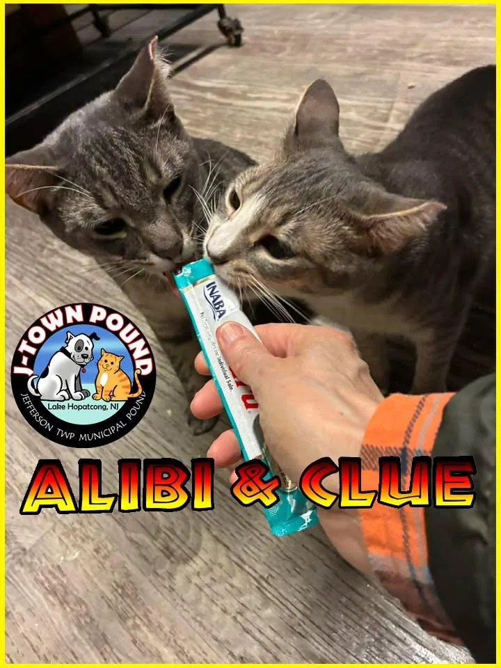 Alibi & Clue thumbnail 3