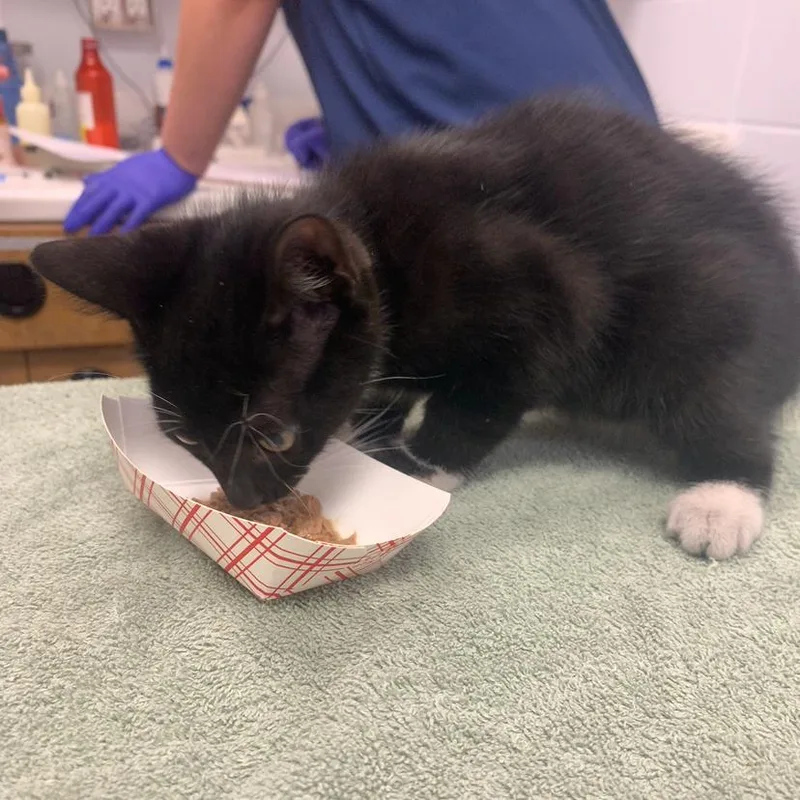 A baby small-sized male Black Domestic Short Hair cat named Jafar for adoption in West Palm Beach, FL