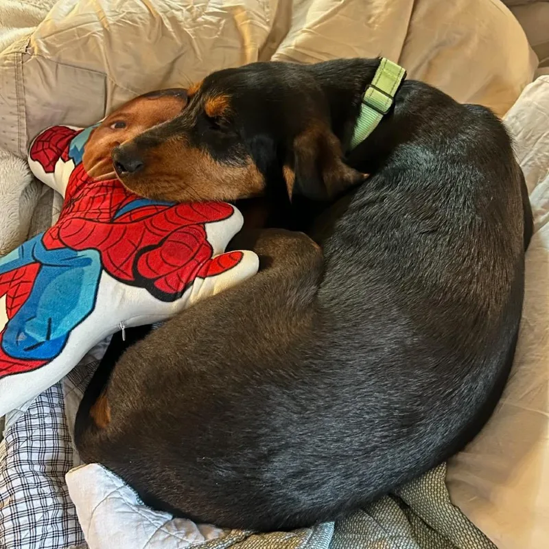 A young medium-sized male Black Mixed Breed dog named Brion for adoption in Fredericksburg, VA