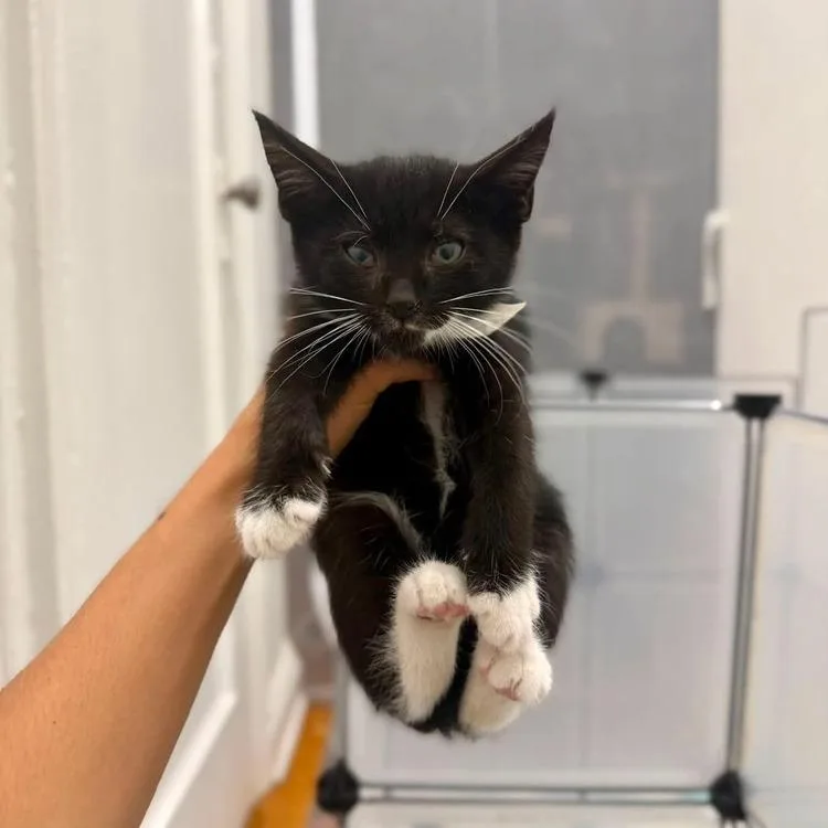 A baby small-sized female Black Domestic Short Hair cat named Liberty for adoption in Long Island City, NY