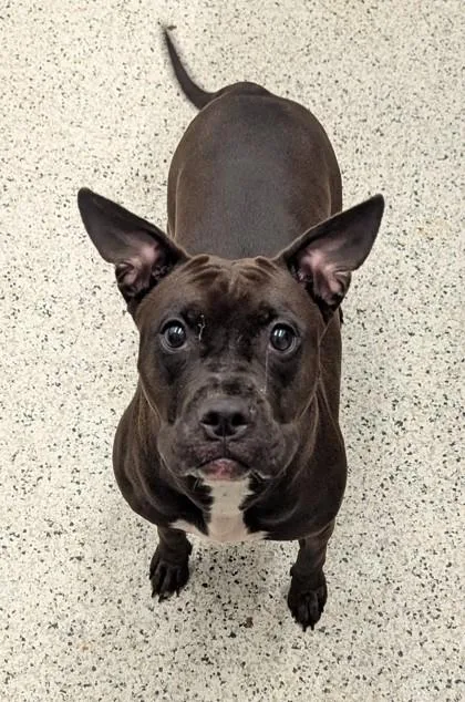 An adult medium-sized female Mixed Breed dog named Starr for adoption in Atlanta, GA