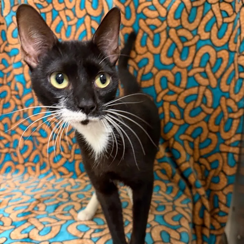 An adult medium-sized female Black Domestic Short Hair cat named Rosa for adoption in Newberg, OR