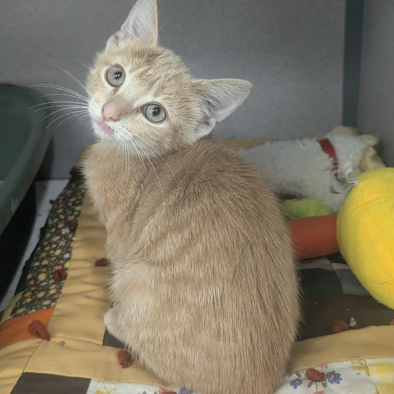 A baby small-sized female Orange / Red Domestic Short Hair cat named Nutmeg for adoption in Evansville, IN