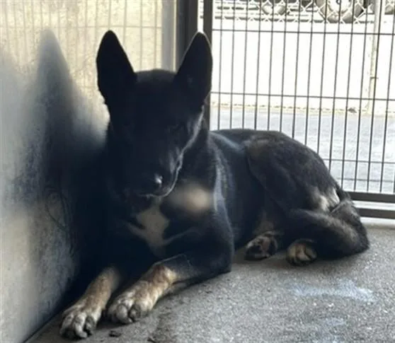 A young medium-sized male Belgian Shepherd / Malinois dog named Max for adoption in Downey, CA