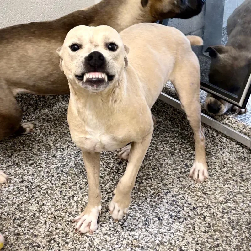 A young medium-sized female Yellow / Tan / Blond / Fawn Pit Bull Terrier dog named Taylor Sniff for adoption in Morganton, NC