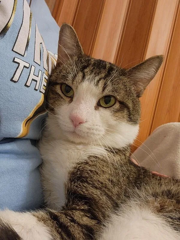 An adult medium-sized male Brown / Chocolate Domestic Short Hair cat named Smiley Face for adoption in Fort Collins, CO