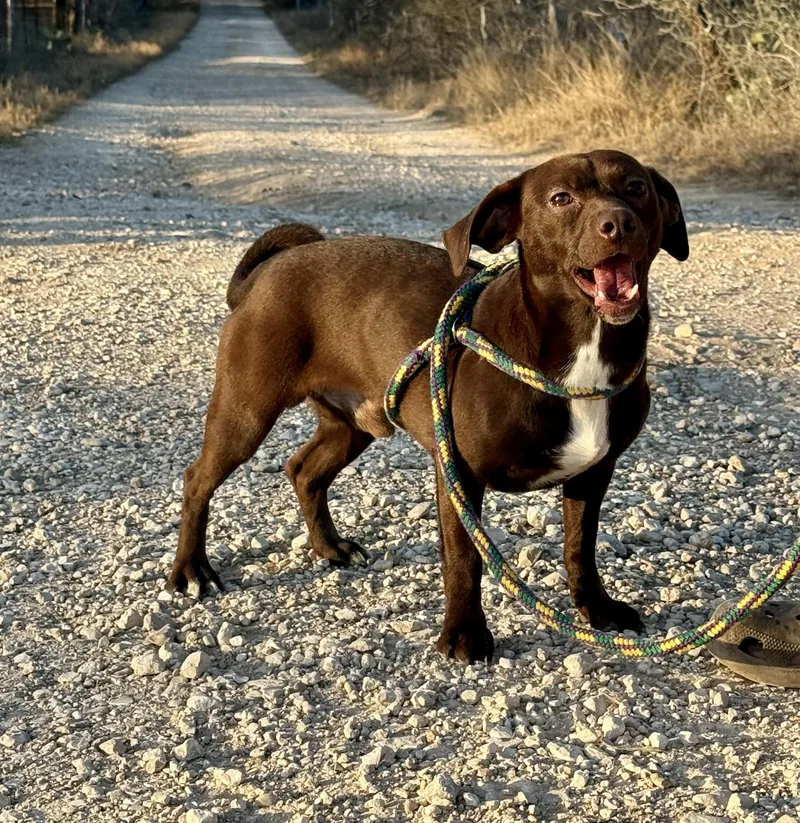 An adult small-sized male Labrador Retriever dog named Jerry for adoption in San Antonio, TX