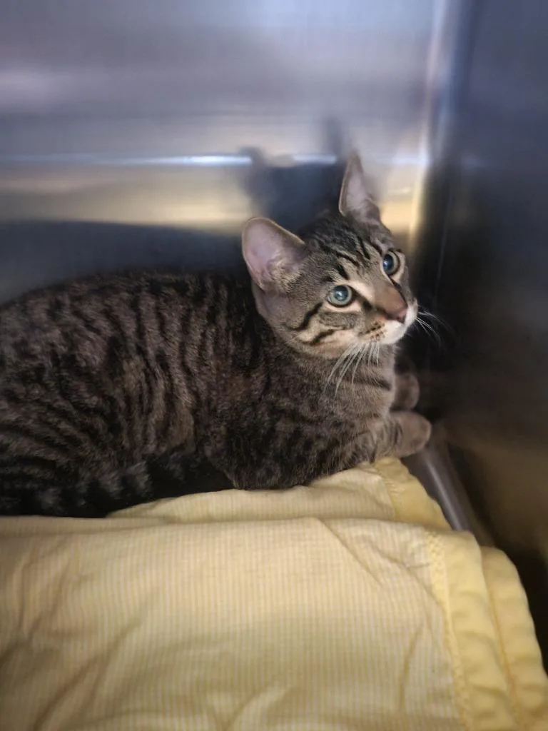 A baby medium-sized male Domestic Short Hair cat named Nine for adoption in Ashland, WI