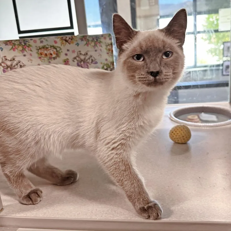 A baby medium-sized male Cream / Ivory Siamese cat named Elliot for adoption in Hailey, ID