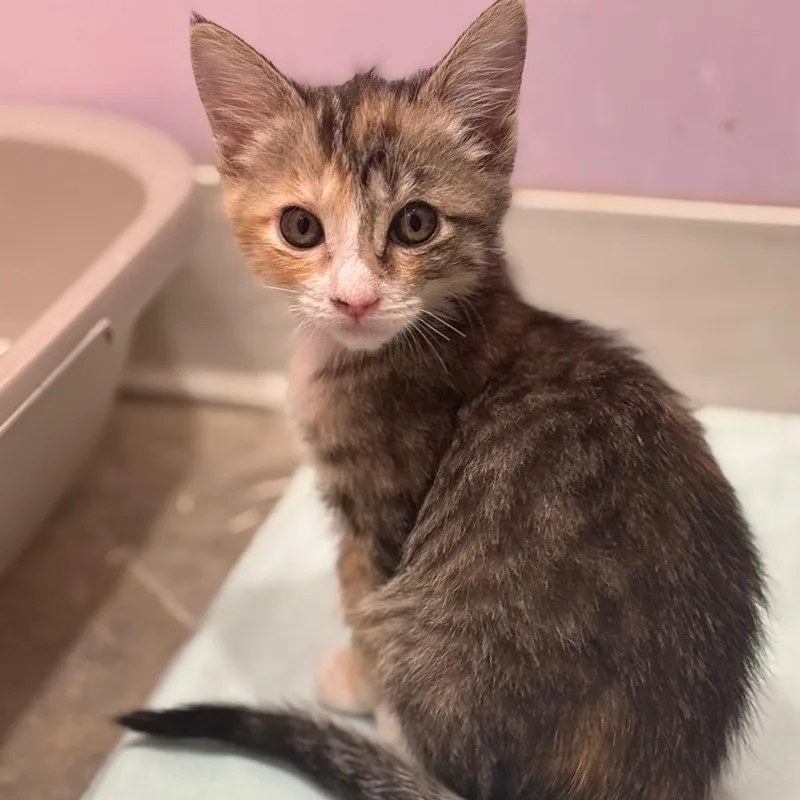 A baby small-sized female Brown / Chocolate Domestic Medium Hair cat named Brie for adoption in San Pablo, CA