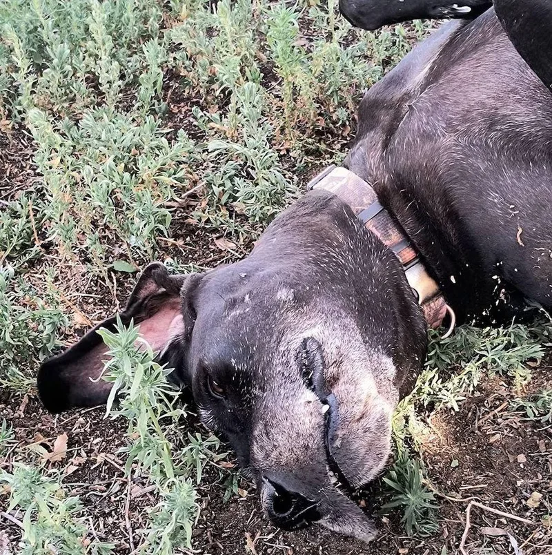 An adult extra large-sized female Black Great Dane dog named Roxy for adoption in Larkspur, CO