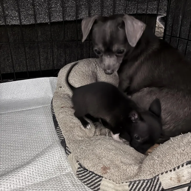 Cheddar & Ham thumbnail 2