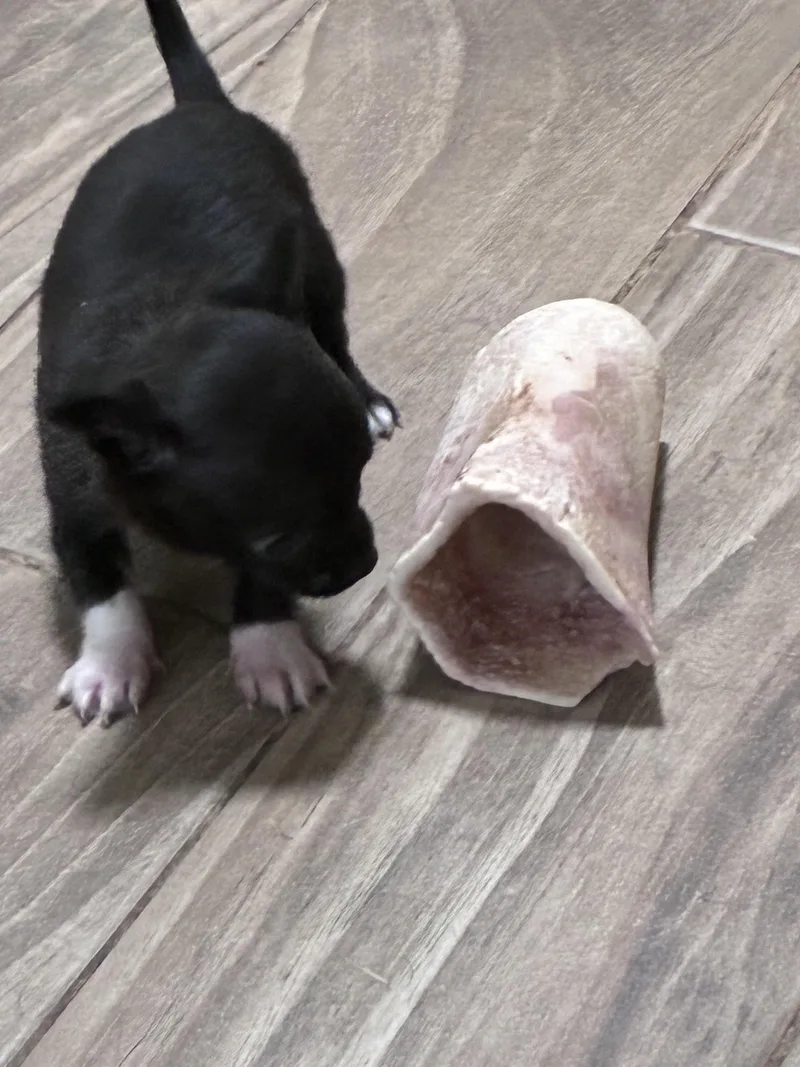 Cheddar & Ham thumbnail 3