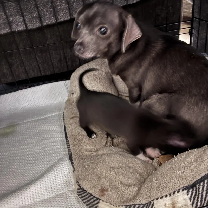 A young small-sized female Gray / Blue / Silver Chiweenie dog named Cheddar & Ham for adoption in Lincoln University, PA
