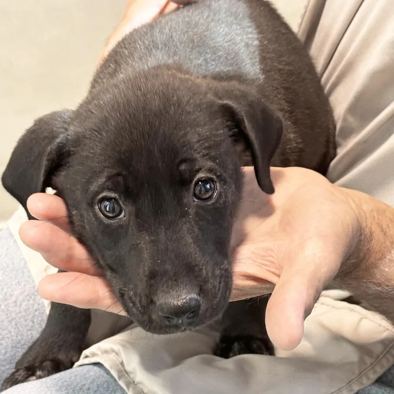A baby medium-sized female Black Mixed Breed dog named Lucky for adoption in Hailey, ID