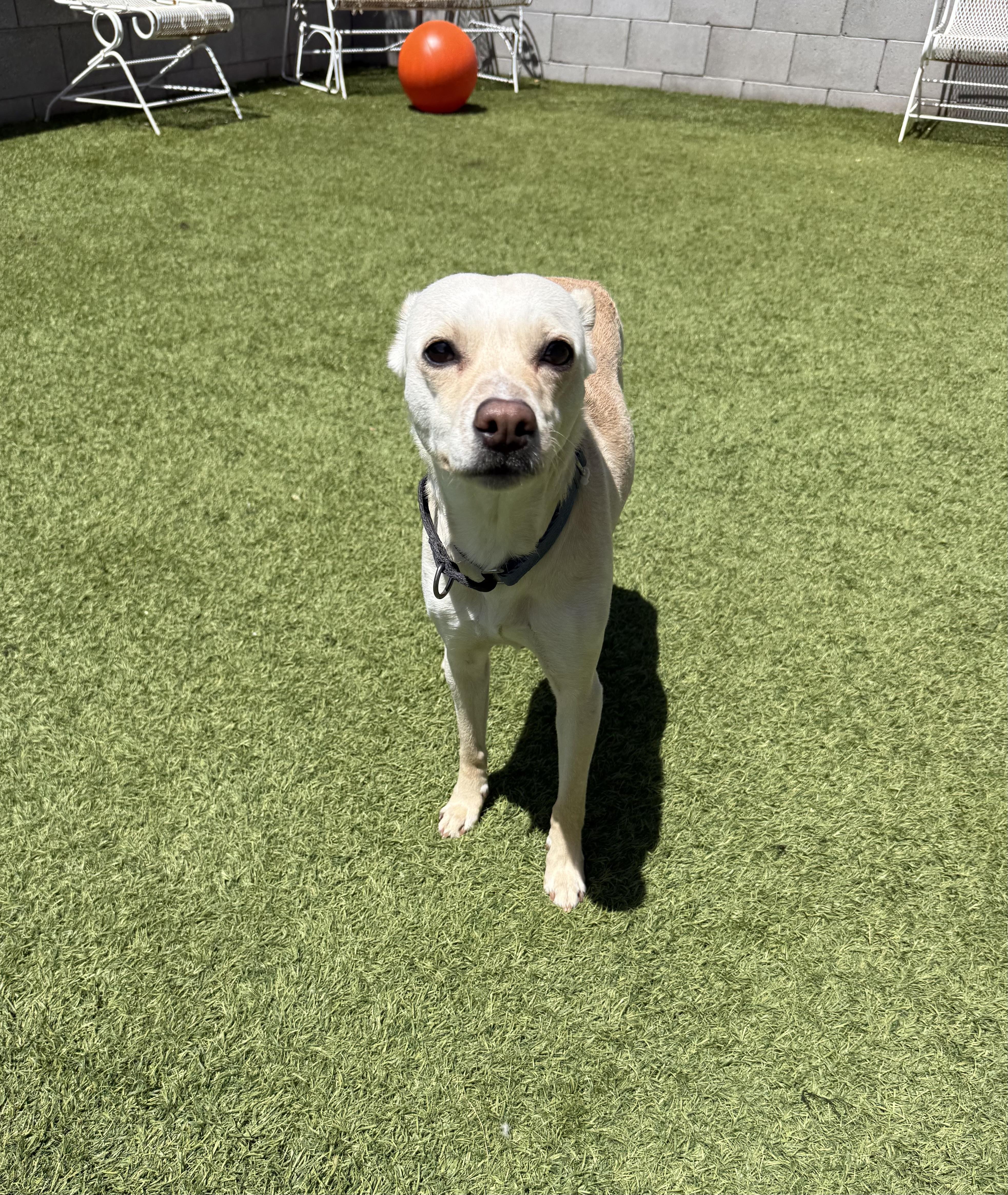 An adult small-sized female White / Cream Chihuahua dog named Nilla for adoption in Phoenix, AZ