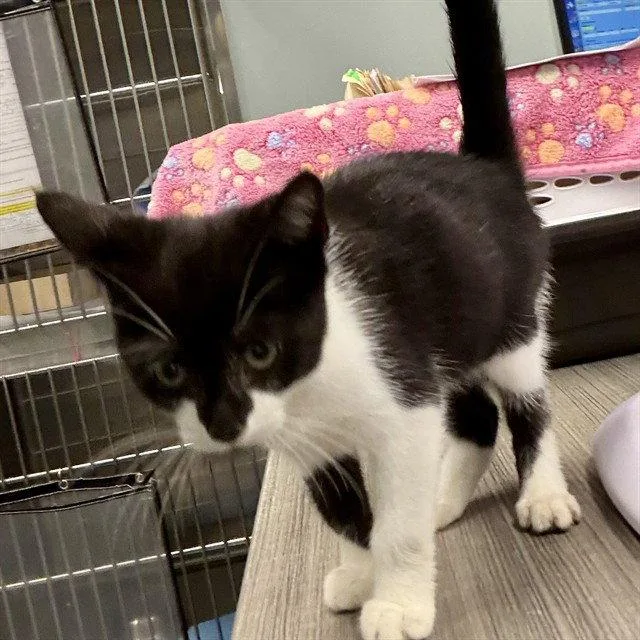 A baby small-sized male Black & White / Tuxedo Domestic Short Hair cat named Onboarding for adoption in Tavares, FL