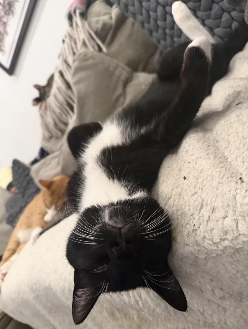 A young medium-sized male Black & White / Tuxedo American Shorthair cat named Barrel for adoption in brooklyn, NY