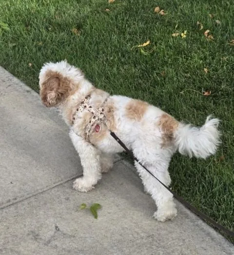 An adult small-sized male Shih Tzu dog named Bentley for adoption in Eden Prairie, MN