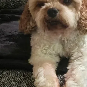 Bentley thumbnail 2
