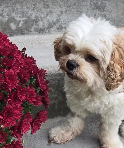 Bentley thumbnail 3