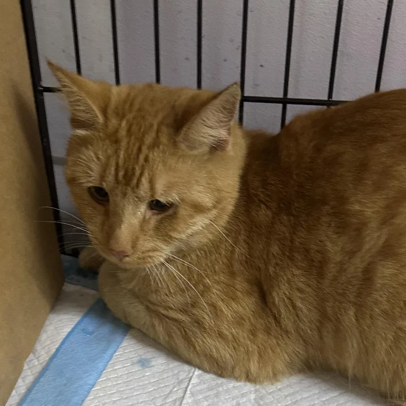 An adult small-sized male Domestic Short Hair cat named Lazy Eye for adoption in Corbin, KY