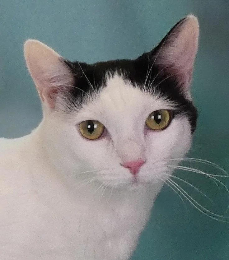 A young small-sized female Black & White / Tuxedo Domestic Short Hair cat named Jiji for adoption in Pasadena, CA