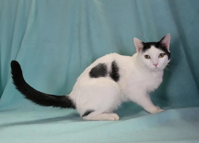 Jiji thumbnail 2