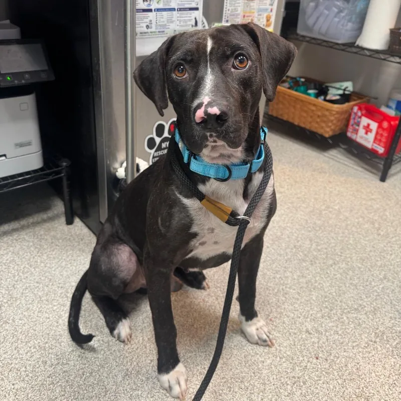 A young medium-sized male Hound dog named Sirius for adoption in Englewood, FL