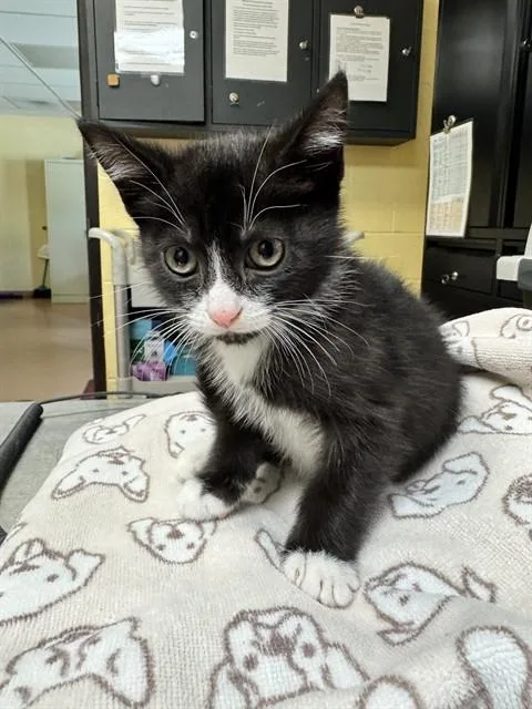 A baby medium-sized male Domestic Short Hair cat named Fez for adoption in Cookeville, TN