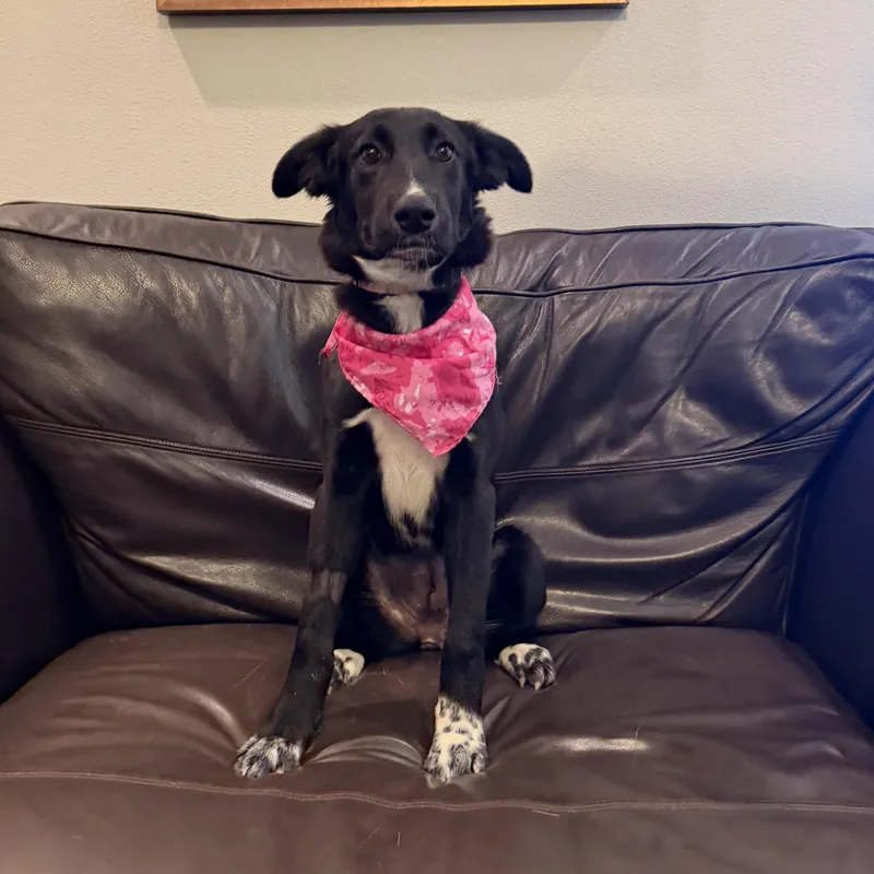 Tambourine thumbnail 2