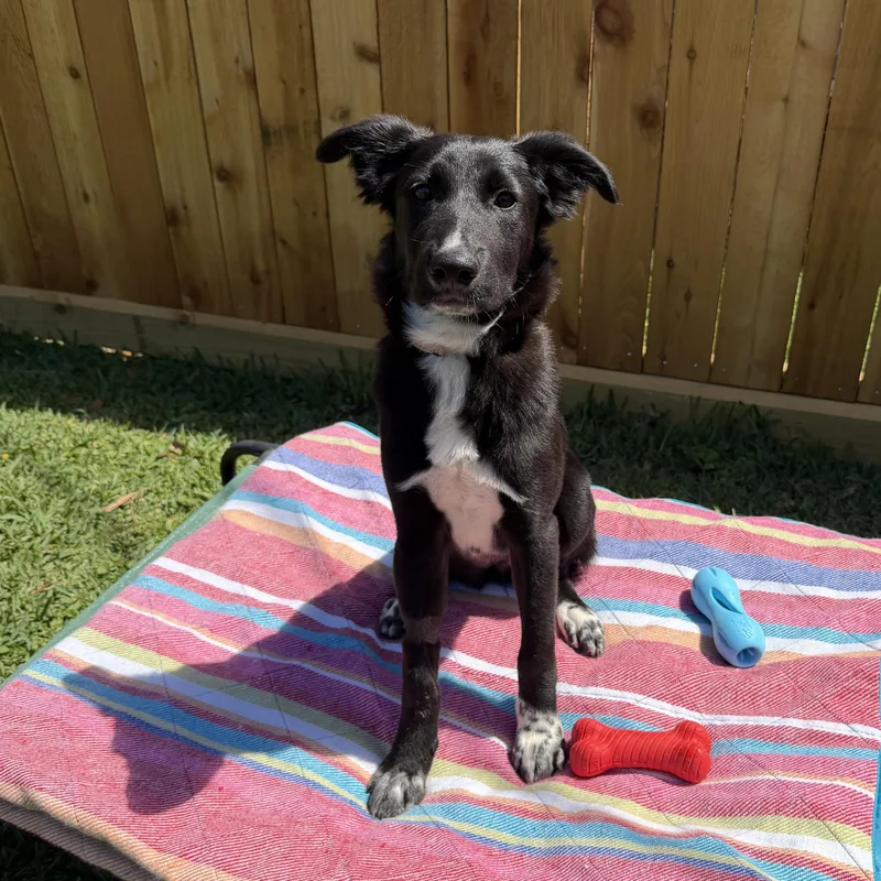 Tambourine thumbnail 3