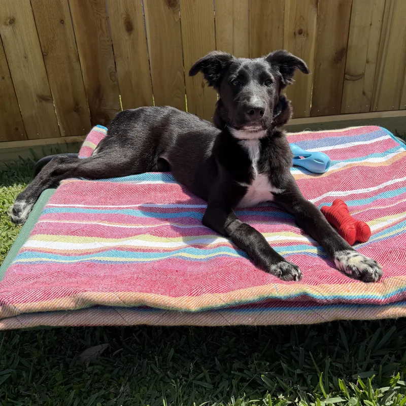 Tambourine thumbnail 4