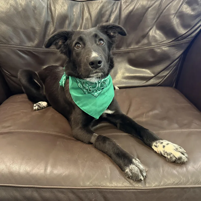 Tambourine thumbnail 5