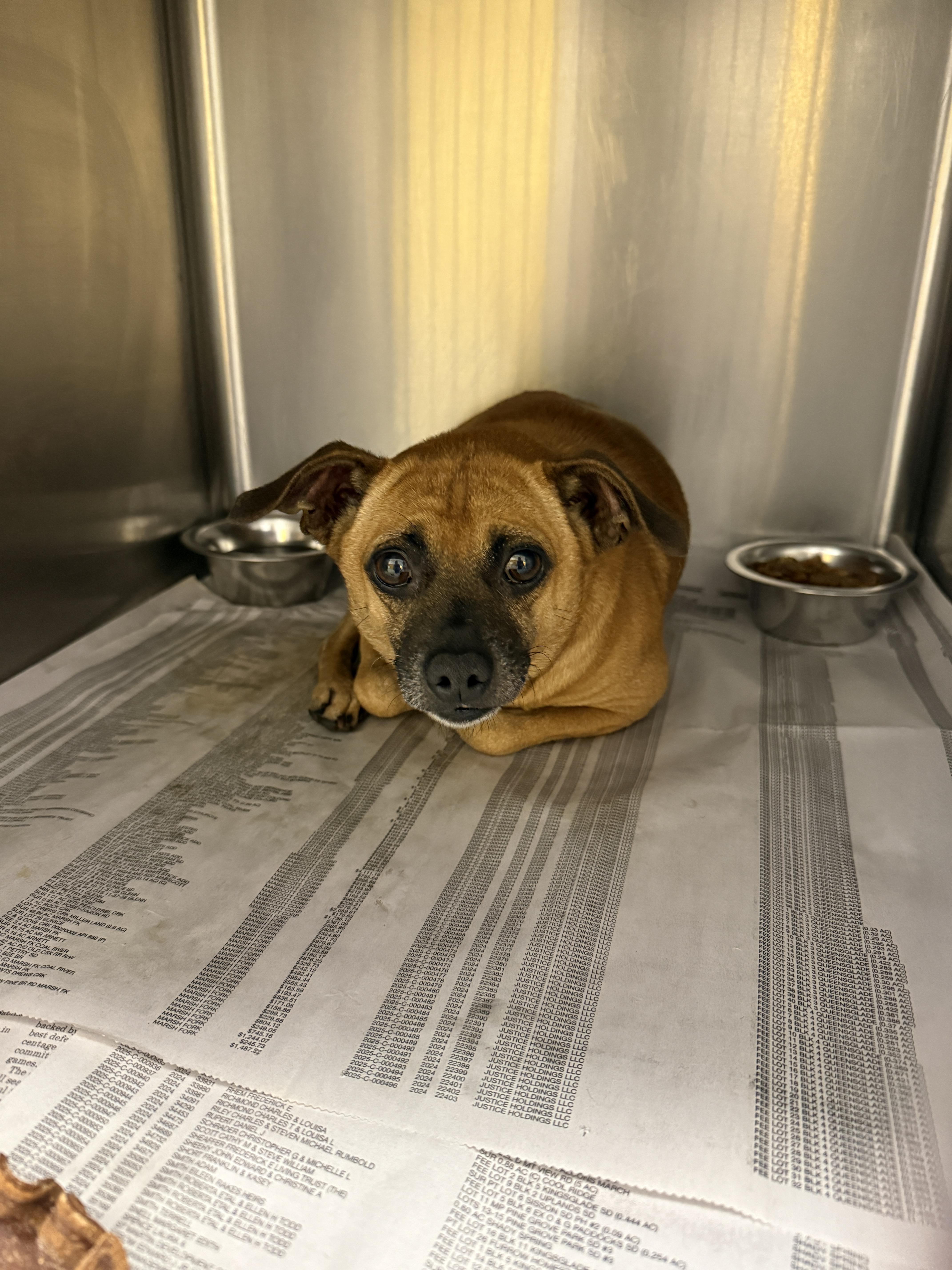 An adult small-sized male Chihuahua dog named Coco for adoption in Fayetteville, WV