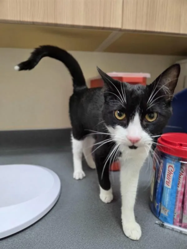 A baby small-sized male Domestic Short Hair cat named Mowgli for adoption in Kennewick, WA