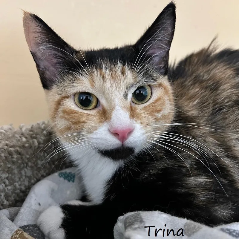 A young small-sized female Calico Domestic Short Hair cat named Trina for adoption in Yucaipa, CA