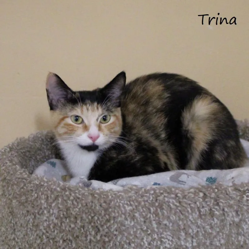 Trina thumbnail 2