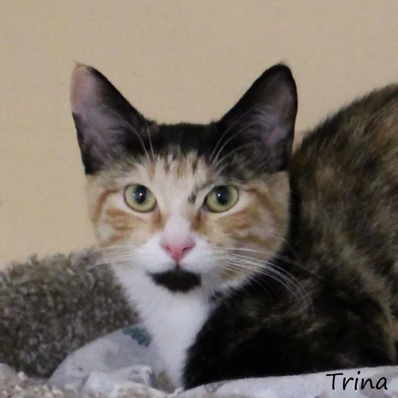Trina thumbnail 3