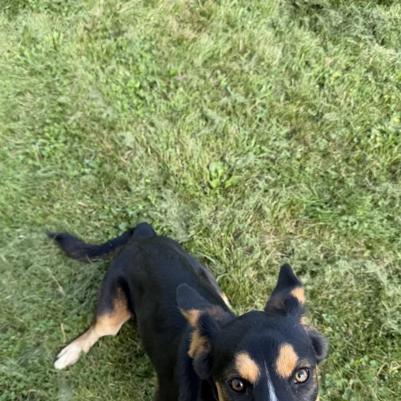 A young medium-sized female Tricolor (Brown, Black, & White) Labrador Retriever dog named Rose for adoption in Dodgeville, WI