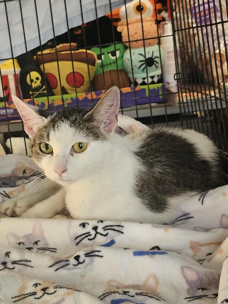 An adult small-sized female White Domestic Short Hair cat named Katie for adoption in East Brunswick, NJ