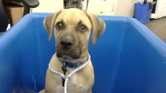 A baby large-sized male Mixed Breed dog named Tuffy for adoption in Dallas, TX