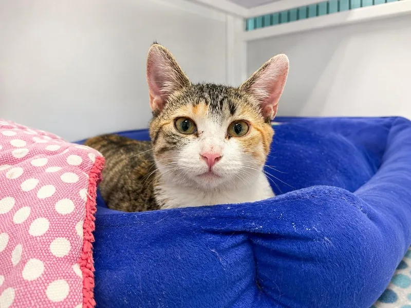 A baby medium-sized female Torbie cat named Peony for adoption in Raleigh, NC