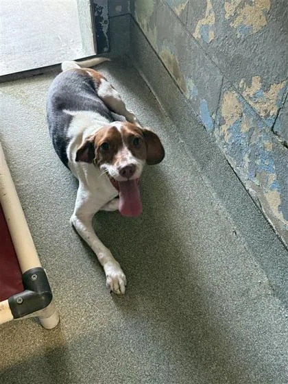 An adult medium-sized male Mixed Breed dog named Kirk for adoption in Largo, FL