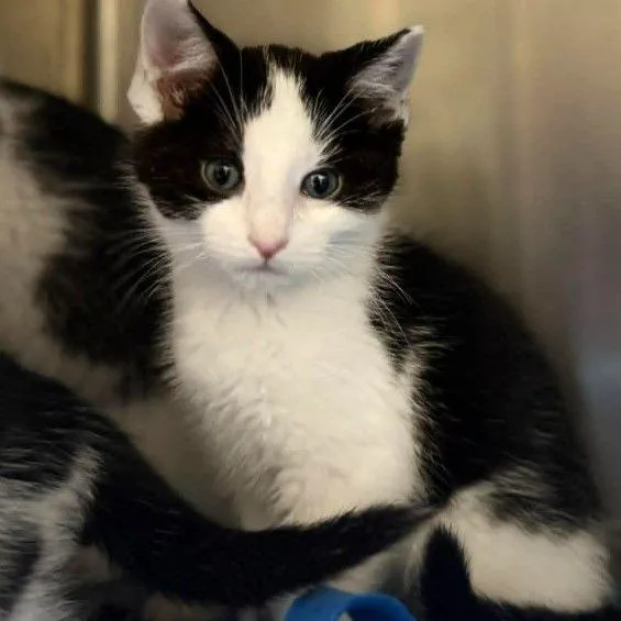 A baby small-sized male Black Domestic Short Hair cat named Angus for adoption in Caryville, TN