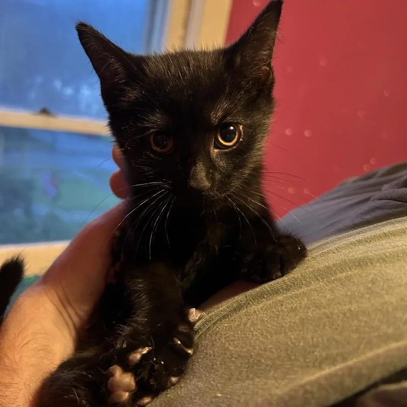 A baby small-sized female Black Domestic Short Hair cat named Piquant for adoption in Johnstown, PA