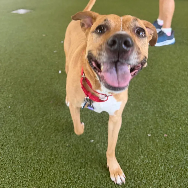 An adult medium-sized female Golden Mixed Breed dog named Summer for adoption in West Palm Beach, FL
