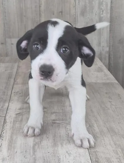 An adult small-sized male Mixed Breed dog named Marco for adoption in Shreveport, LA